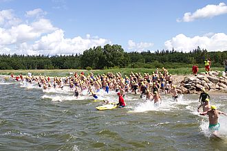 Regenbogenforellen – Greifswalder Boddenschwimmen 2022